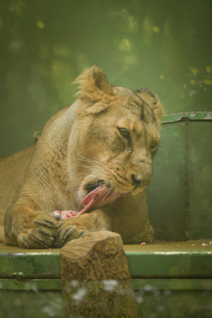 The female Indian lion is eating her meat in the zoo enclosure. A happy animal in captivity is being fed meat.の写真素材