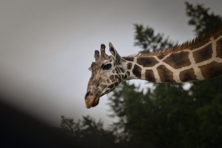 The giraffe walking around its enclosure on safari. Free-roaming animals in the safari park.の写真素材