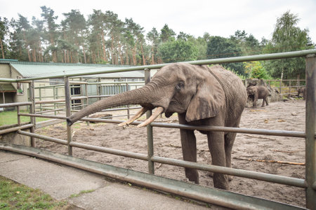 Portrait of boy Indian elephant in zoo. He is so big, he is walking in his habitat.の写真素材