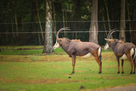 The Hippotragus niger in enclosure on safari. Free-roaming animals in the safari park.