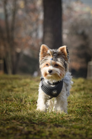 Autumn portrait of dog in nature. He is so cute in nature. He has such a lovely faceの写真素材