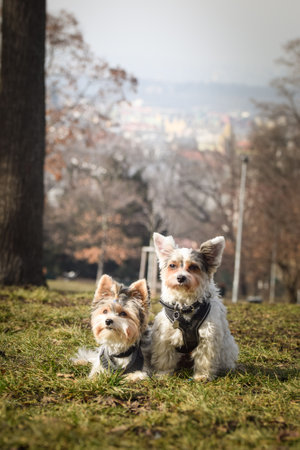 Autumn portrait of dogs in nature. He is so cute in nature. He has such a lovely face