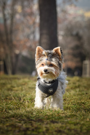 Autumn portrait of dog in nature. He is so cute in nature. He has such a lovely faceの写真素材