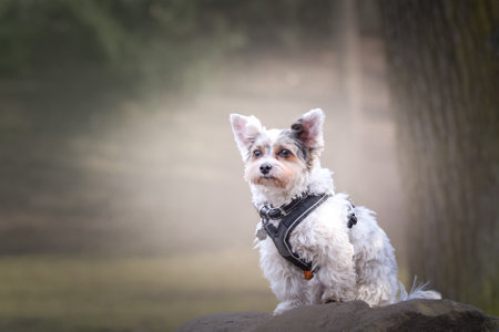 Autumn portrait of dog in nature. He is so cute in nature. He has such a lovely face