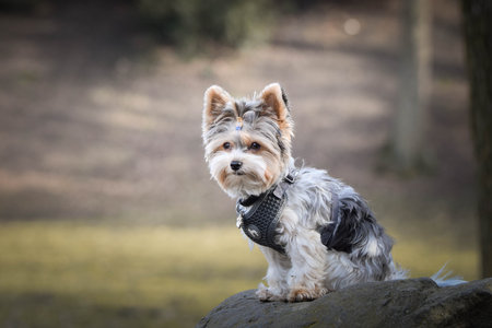 Autumn portrait of dog in nature. He is so cute in nature. He has such a lovely faceの写真素材