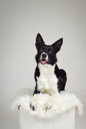 photo of dog in photo studio on white color. white background in photo studio with dog.の写真素材