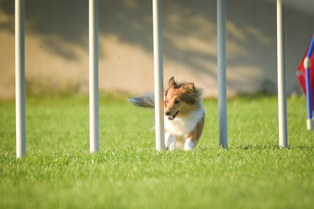 Dog is running slalom on his agility training on agility summer camp Czech agility slalom.の写真素材