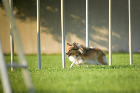 Dog is running slalom on his agility training on agility summer camp Czech agility slalom.の写真素材