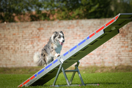 Amazing, crazy dog is on see-saw. She is so incredible dog on agility.の写真素材