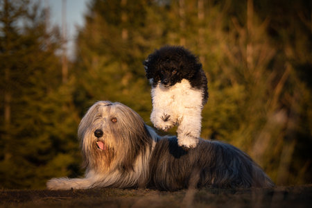 A dynamic photo of a dog captured mid-leap in a stunning sunset backdrop.の写真素材