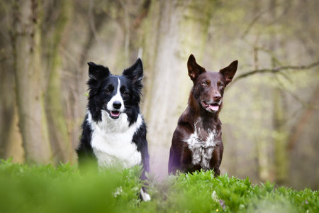 Spring portrait of dogs in nature. They are so cute in nature. He has such a lovely faceの写真素材