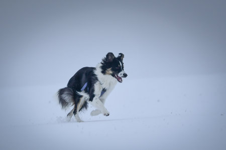 Tricolor border collie is running on the field in the snow. He is so fluffy dog.の写真素材