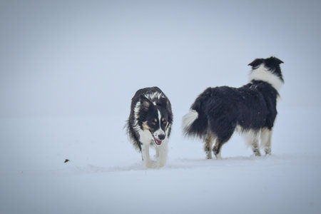 Tricolor border collie is running on the field in the snow. He is so fluffy dog.