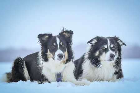 Tricolor border collies are lying on the field in the snow.の写真素材