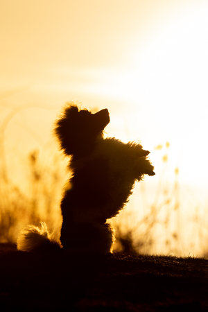 Silhouette of a Dog Joyfully Running at Sunset. A dynamic silhouette of a dog captured mid-leap against a stunning sunset backdrop.の写真素材