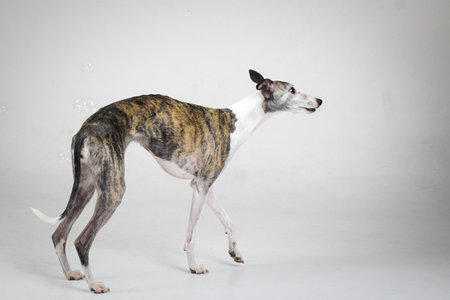 photo of dog in photo studio on white color. white background in photo studio with dog.の写真素材