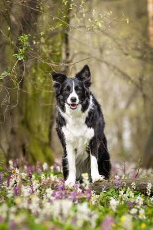Spring portrait of dog in nature. He is so cute in nature. He has such a lovely faceの写真素材
