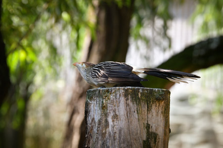 A Guira cuckoo (Guira guira) perched on a cut tree trunk, captured in a lush, green background. The...