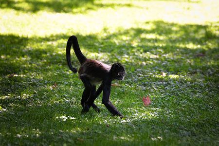 Spider monkey walking on green grass in sunlight. A spider monkey walking on a sunlit grassy field....