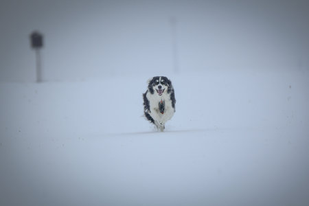 Tricolor border collie is running on the field in the snow. He is so fluffy dog.の写真素材