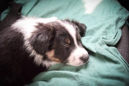 Puppy of border collie in new home. He is so confident, little bit scary. Fluffy puppy. New puppy in new home.の写真素材