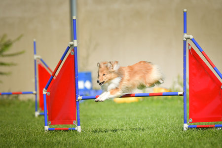 Dog is jumping over the hurdles. Amazing day on Czech agility competition.