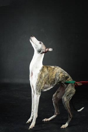 Whippet dog looking up while standing in a studio with black background. The dog is wearing a thin...