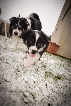 Curious Border Collie puppy exploring snowy backyard. Young Border Collie puppy walking in the snow...