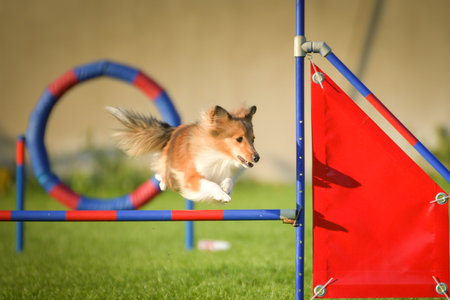 Dog is jumping over the hurdles. Amazing day on Czech agility competition.