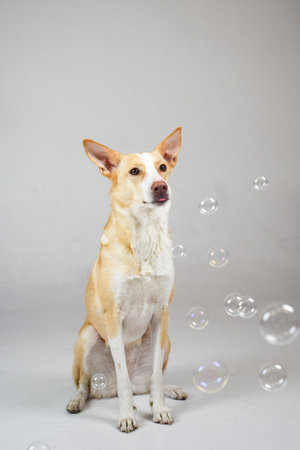 photo of dog in photo studio on white color. white background in photo studio with dog.の写真素材