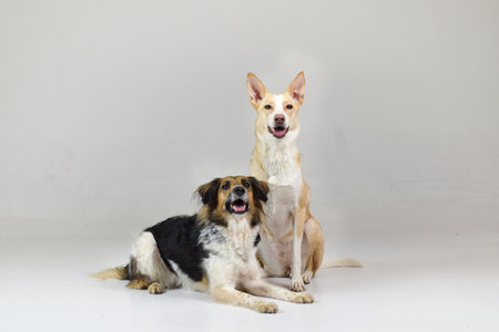 photo of dogs in photo studio on white color. white background in photo studio with dog.の写真素材