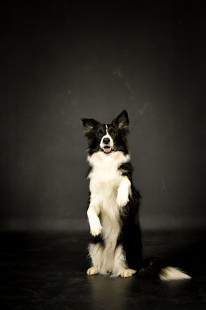 Smart and lively Border Collie performing a trick by sitting upright on hind legs, captured in a professional studio setting. The black and white dog poses confidently against a maの写真素材