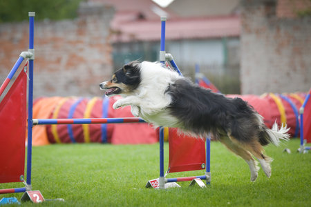 Dog is jumping over the hurdles. Amazing day on Czech agility competition.