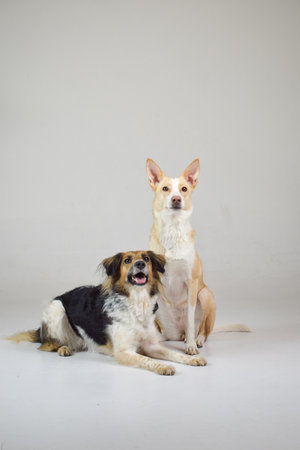 photo of dogs in photo studio on white color. white background in photo studio with dogs.