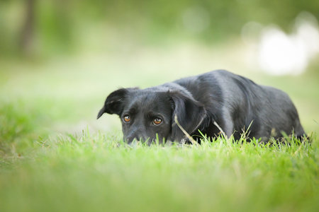 Spring portrait of dog in nature. He is so cute in nature.