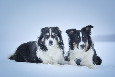 Tricolor border collies are lying on the field in the snow.