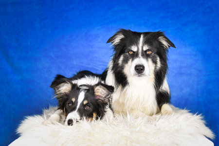 Two happy Border Collie dogs posing together in studio.Portrait of two cheerful Border Collie dogs...