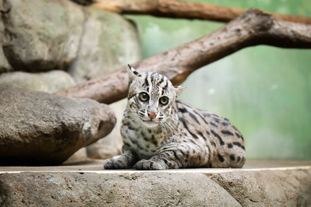 Prionailurus viverrinus is in her zoo habitat. Habitat in zoo in sunny day.