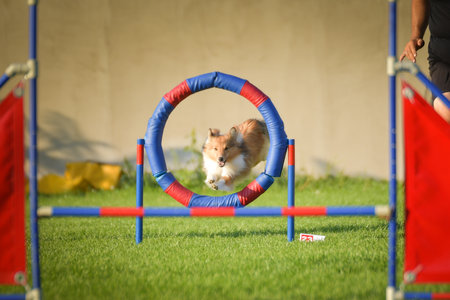 Dog is jumping over the hurdles. Amazing day on Czech agility competition.