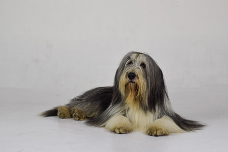 photo of dog in photo studio on white color. white background in photo studio with dog.の写真素材