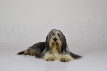 photo of dog in photo studio on white color. white background in photo studio with dog.の写真素材