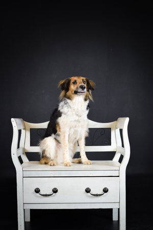 photo of dog in photo studio on black color. Black background in photo studio with dog.の写真素材