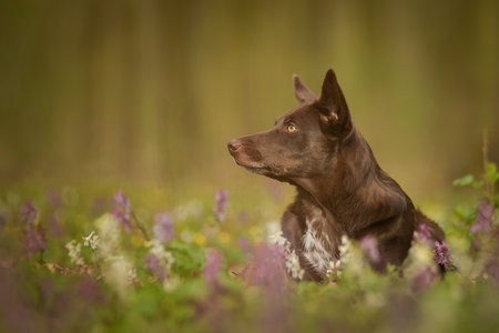 Spring portrait of dog in nature. He is so cute in nature. He has such a lovely faceの写真素材