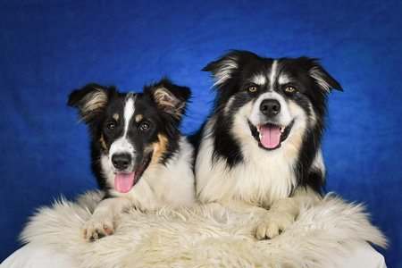 Two happy Border Collie dogs posing together in studio.Portrait of two cheerful Border Collie dogs...