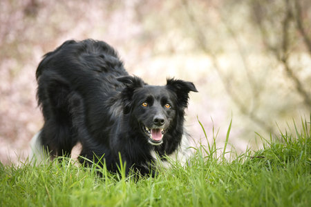 Spring portrait of dog in nature. He is so cute in nature. He has such a lovely faceの写真素材
