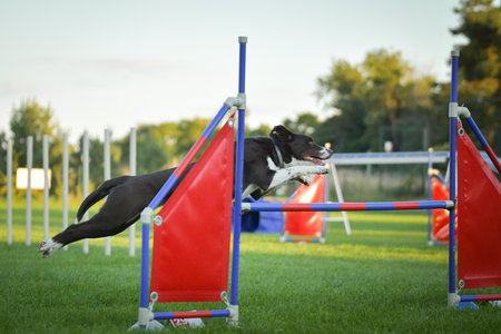 Dog is jumping over the hurdles. Amazing day on Czech agility competition.