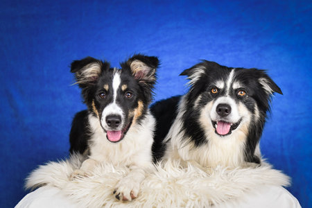 Two happy Border Collie dogs posing together in studio.Portrait of two cheerful Border Collie dogs lying side by side on a fluffy rug, looking at the camera with tongues out. Studyの写真素材