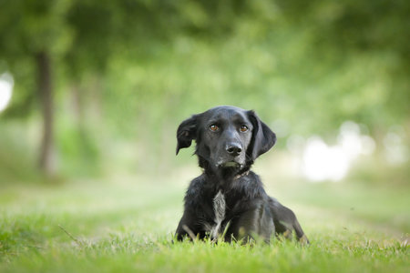 Spring portrait of dog in nature. He is so cute in nature. He has such a lovely faceの写真素材
