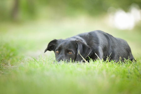 Spring portrait of dog in nature. He is so cute in nature. He has such a lovely faceの写真素材
