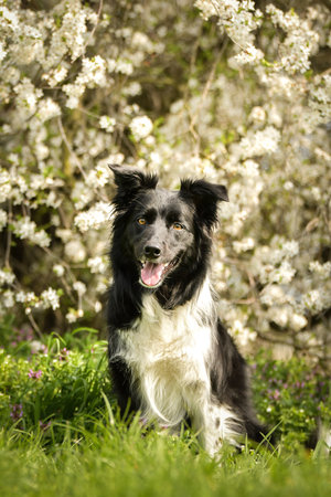 Spring portrait of dog in nature. He is so cute in nature. He has such a lovely faceの写真素材